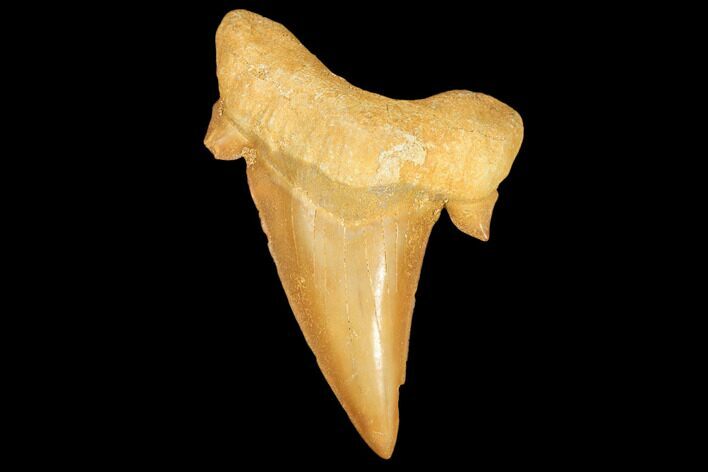 Fossil Shark Tooth (Otodus) - Morocco #103211